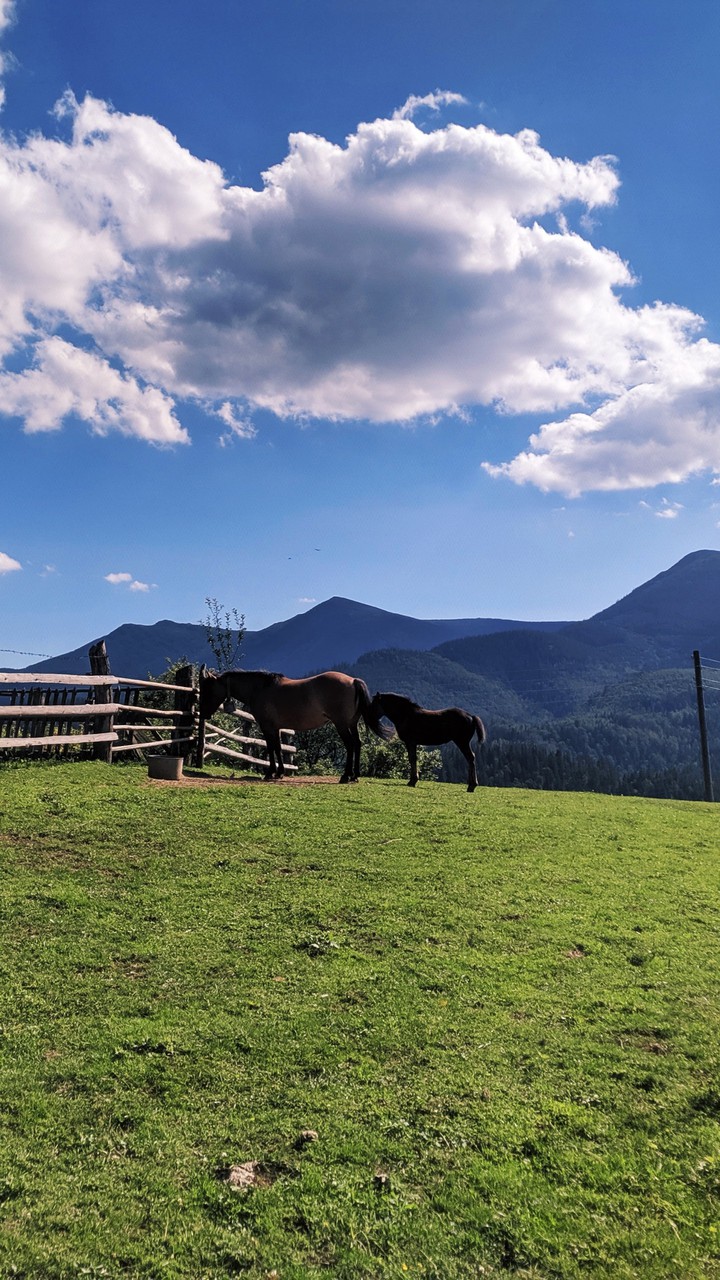 horses