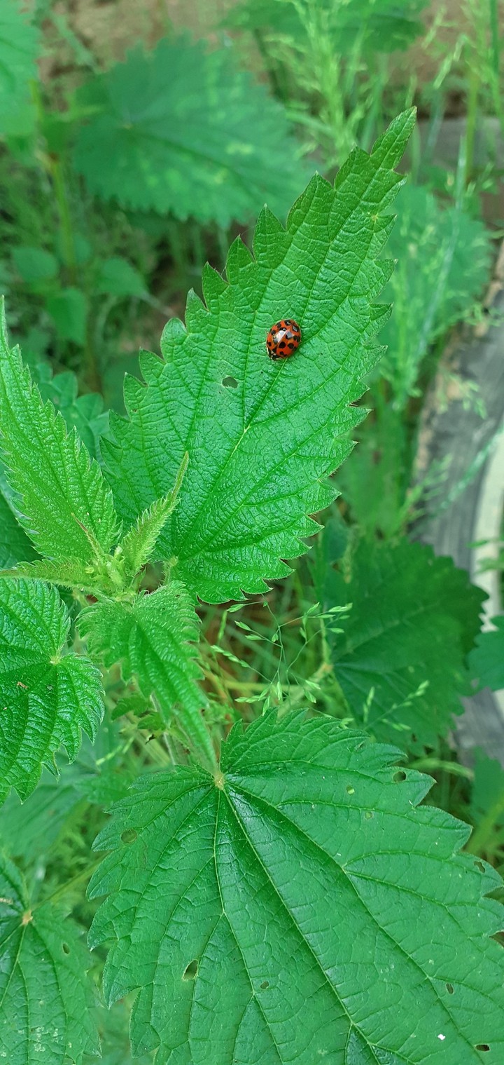??