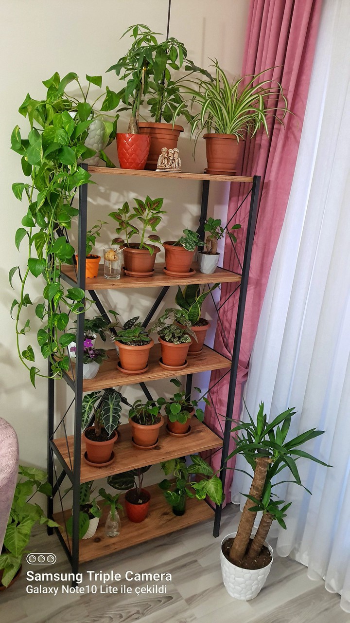 Plant corner
