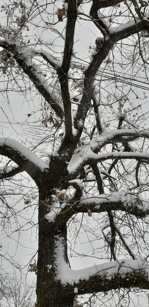 тапети deciduous, trunk