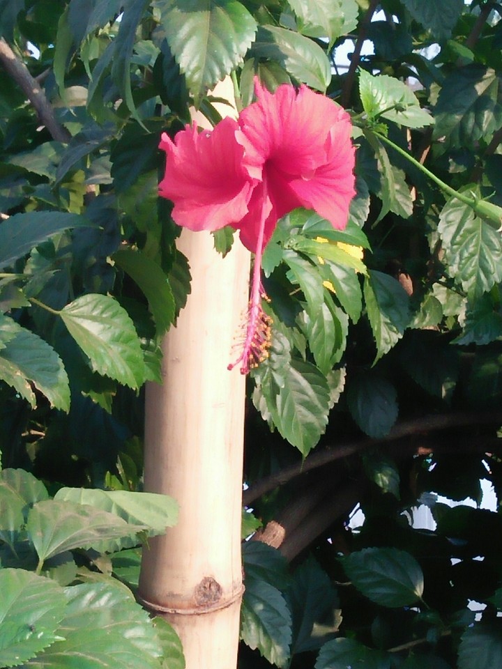 sonu jai