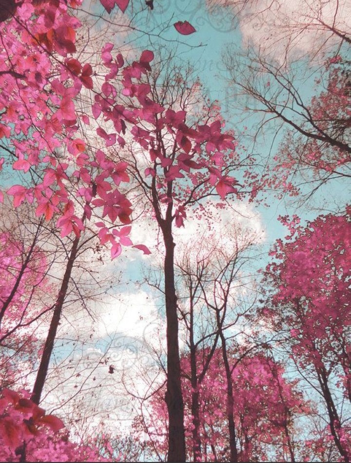 trees