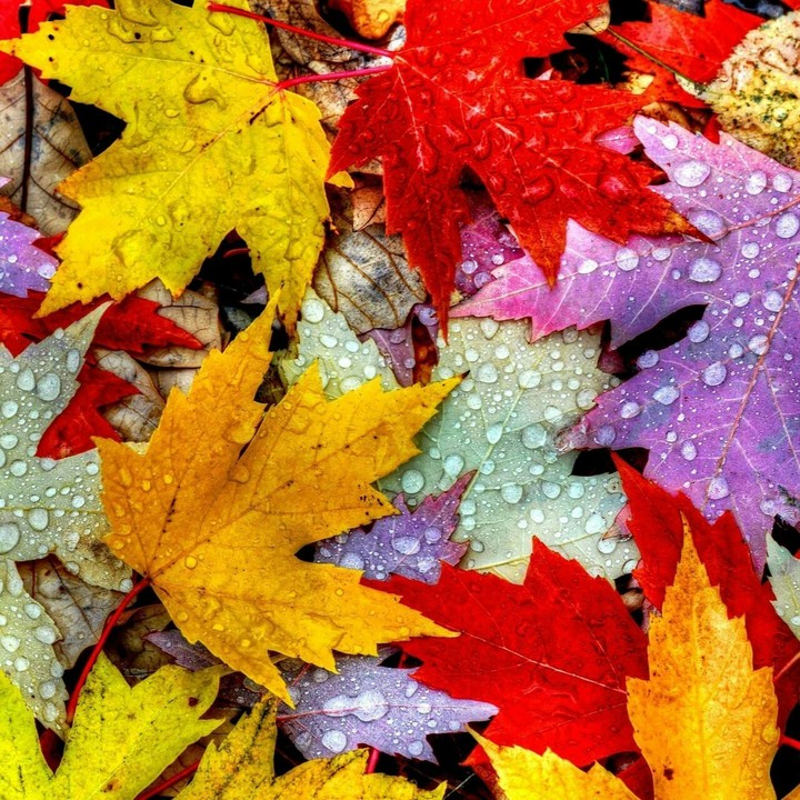 Autumn 