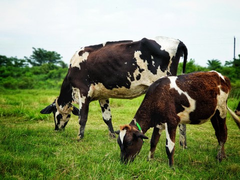grassland