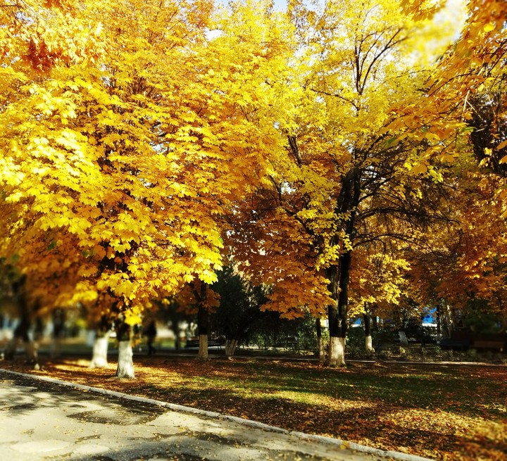 Краски Осени