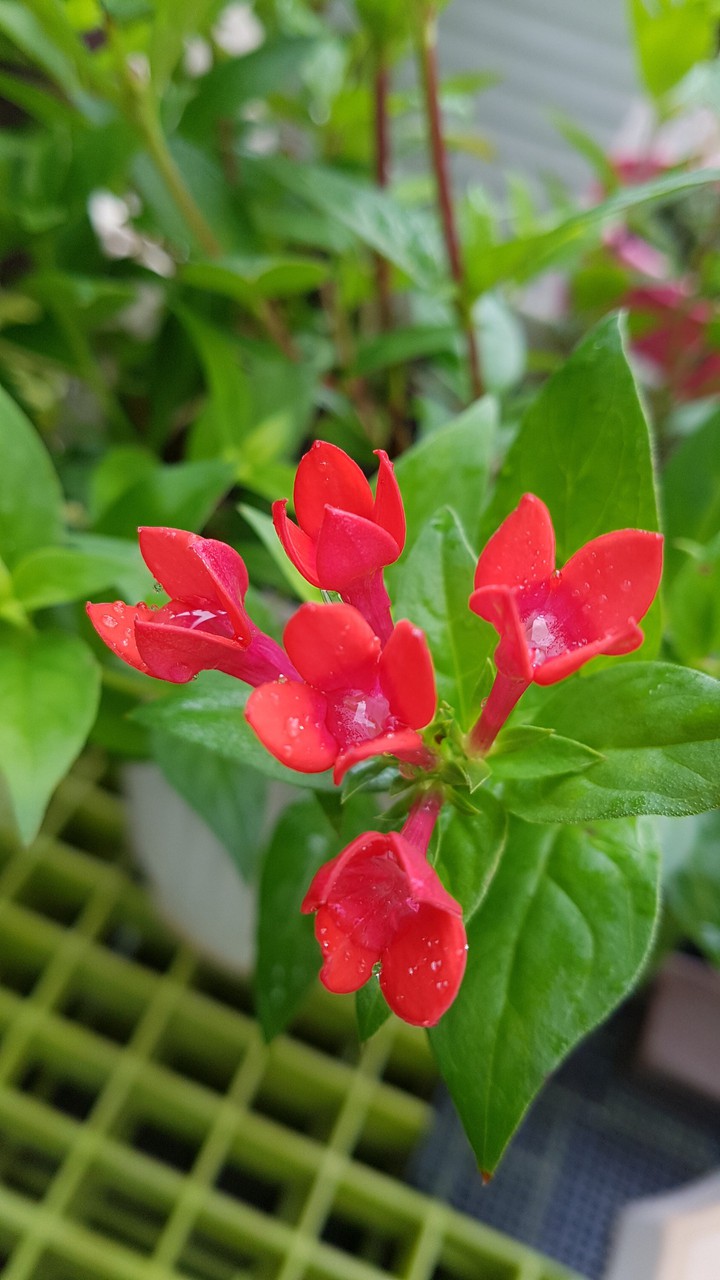 flower