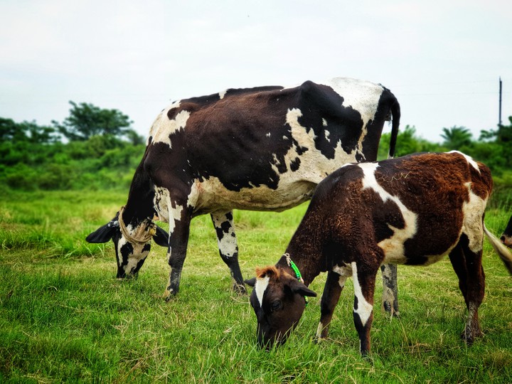 grassland