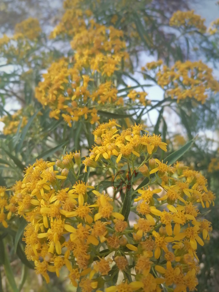 Naturaleza