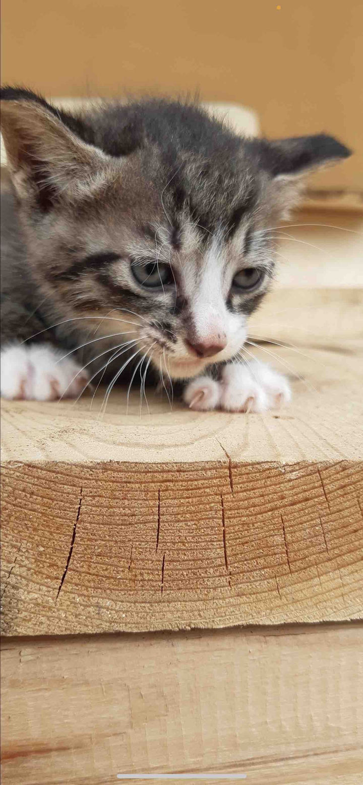아기 고양이