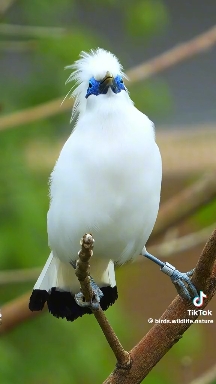 beautiful bird