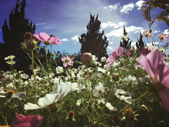 flower