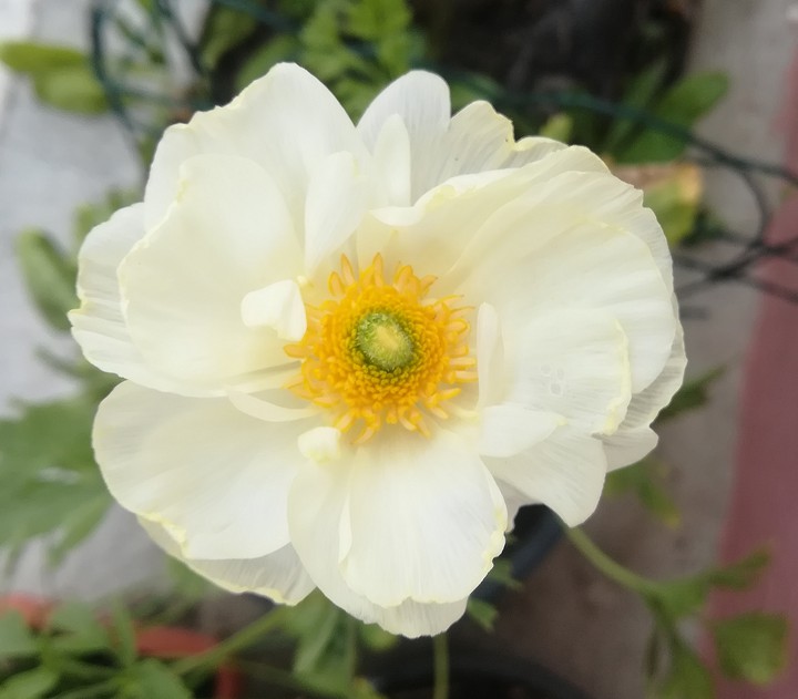 ranunculus