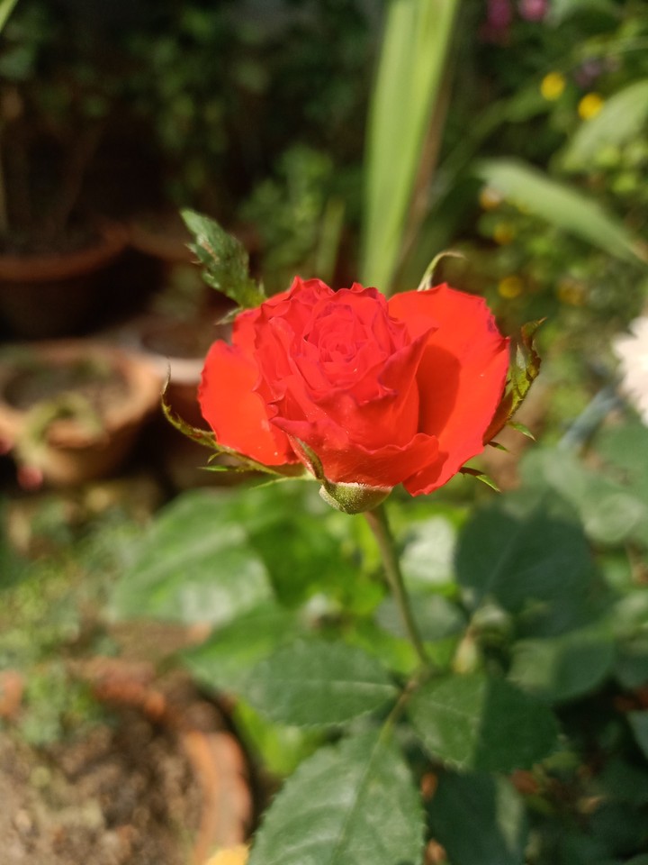 Rose