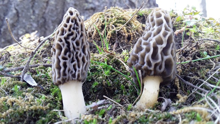couple of morchella...just clicked by cam today