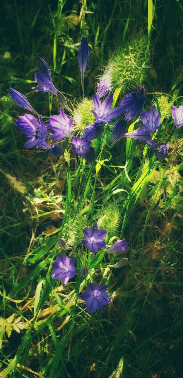 purple