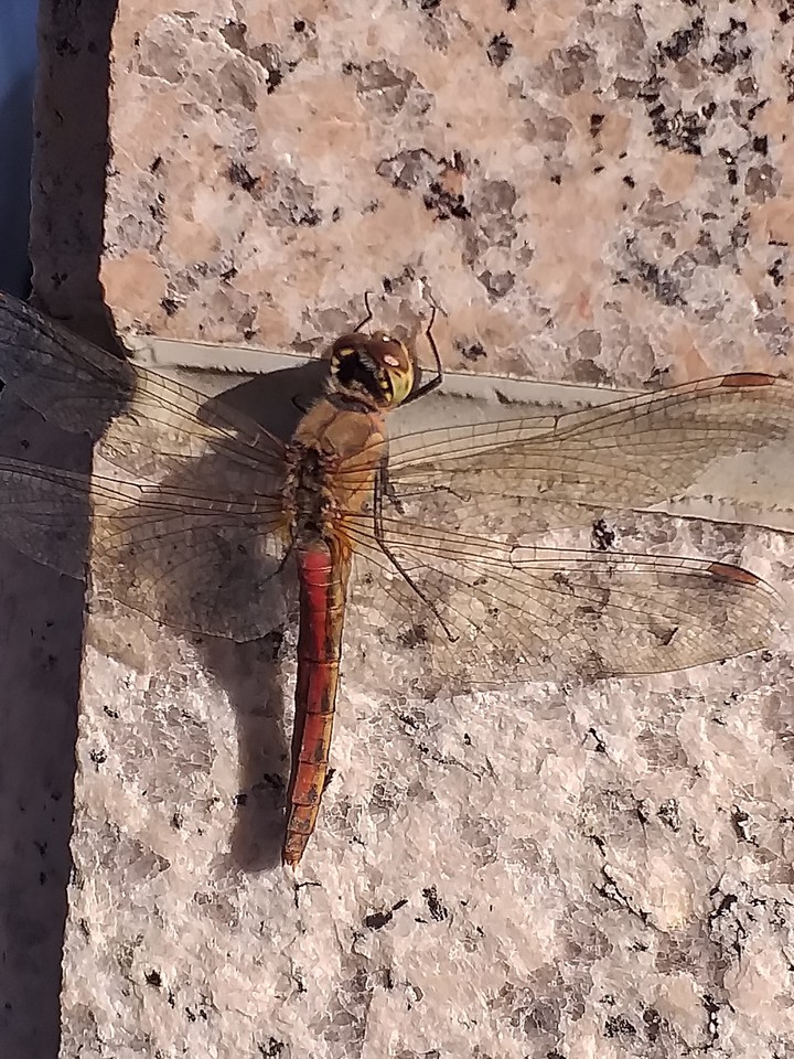 dragonfly