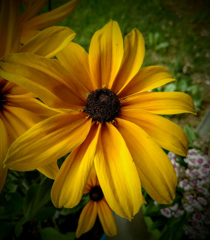 Yellow Flower