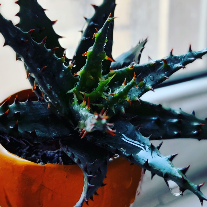 My plant