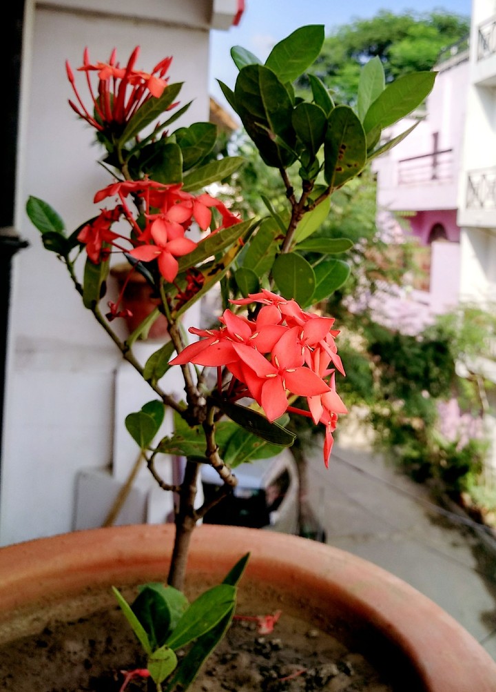 ixOra