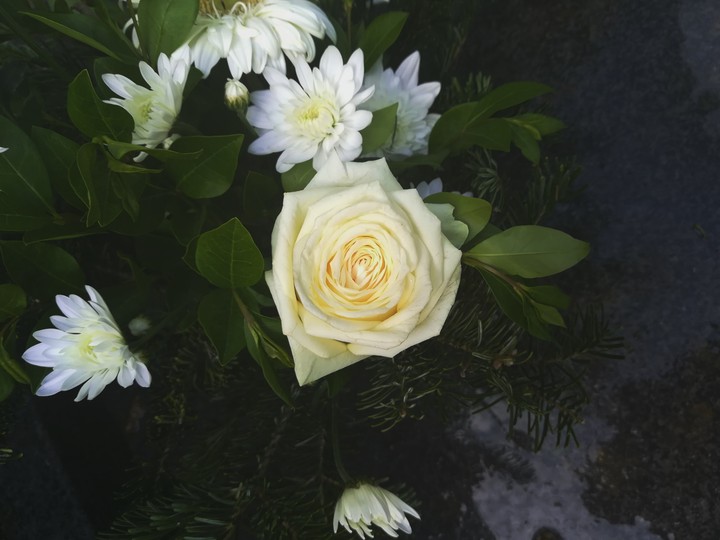 rose