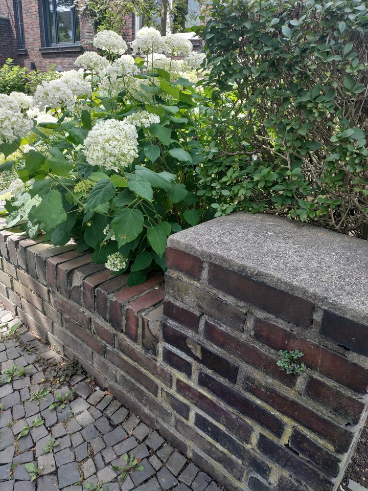 hydrangea