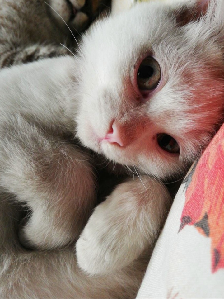 innocence overloaded