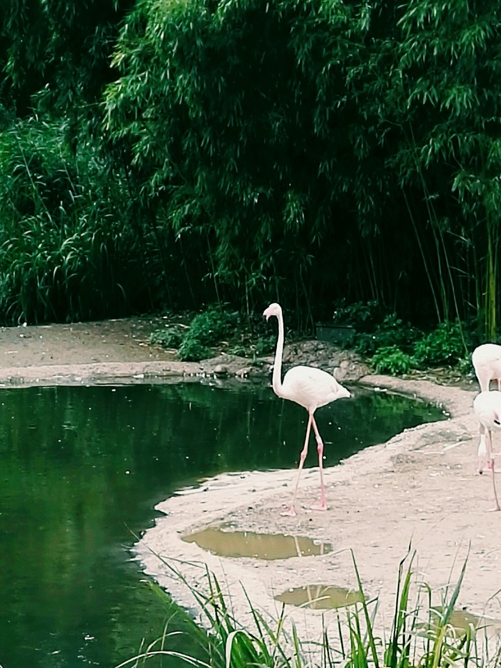 Flamingo
