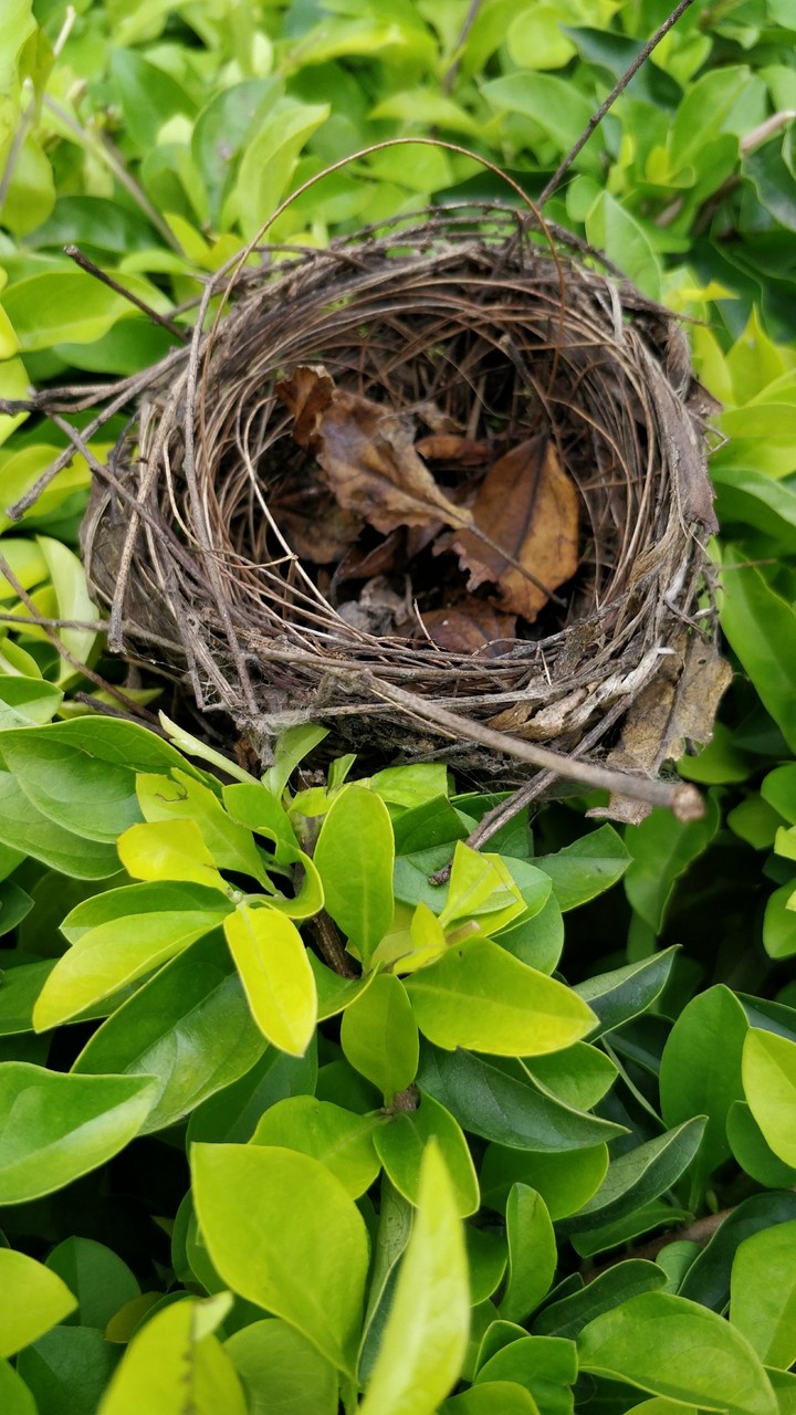 Nest inside the bush