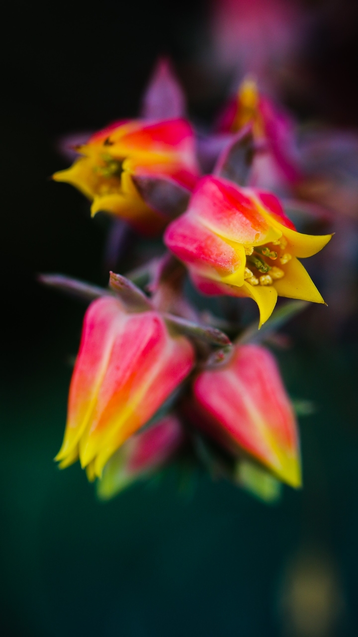Magic flower