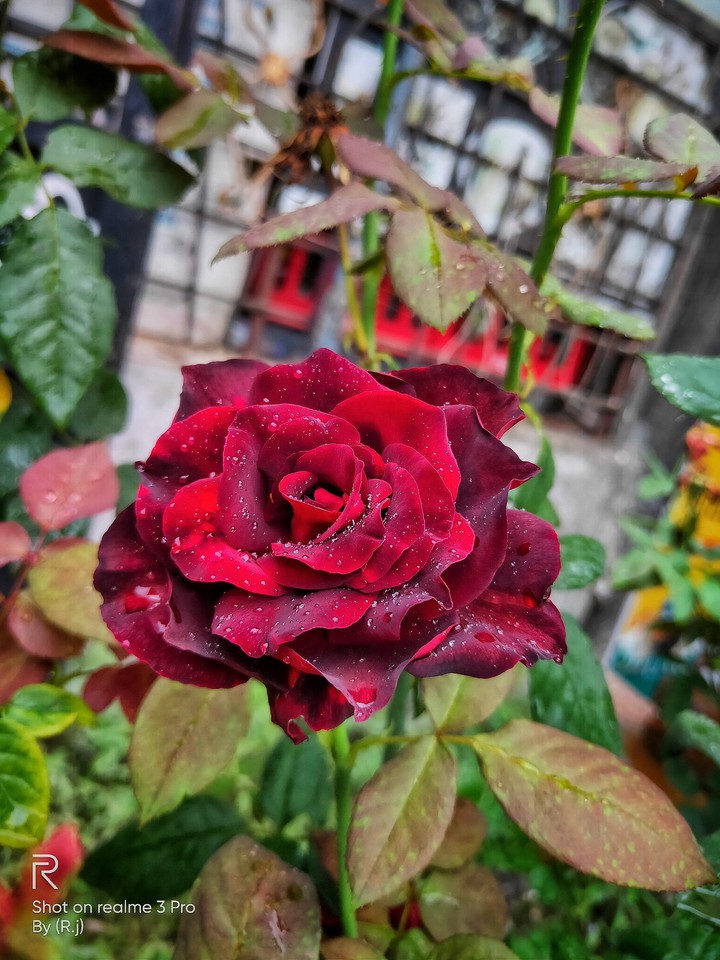 my photographing (Rj)