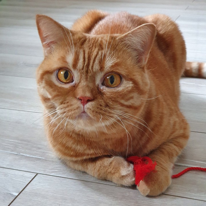кошки