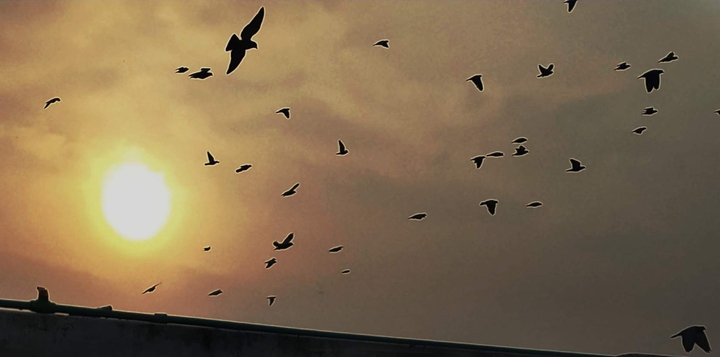 sunset with birds