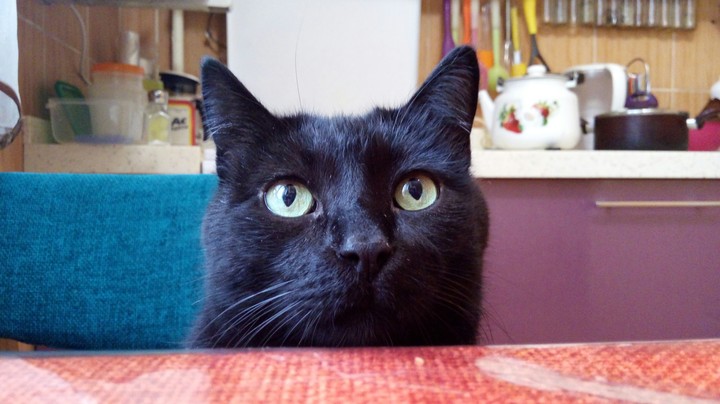 кот