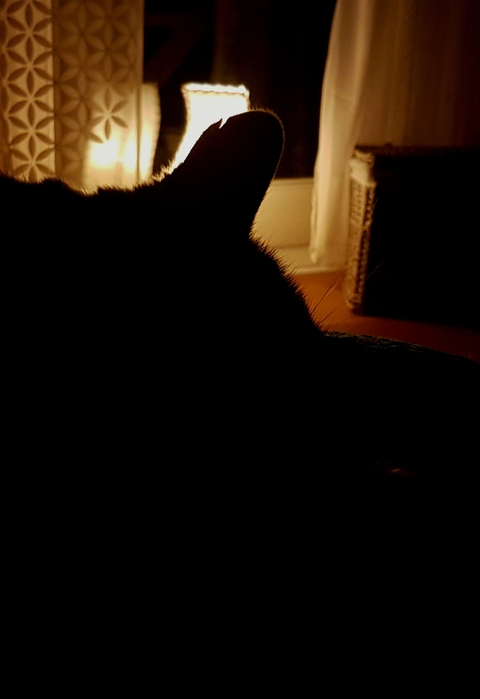 catsleep