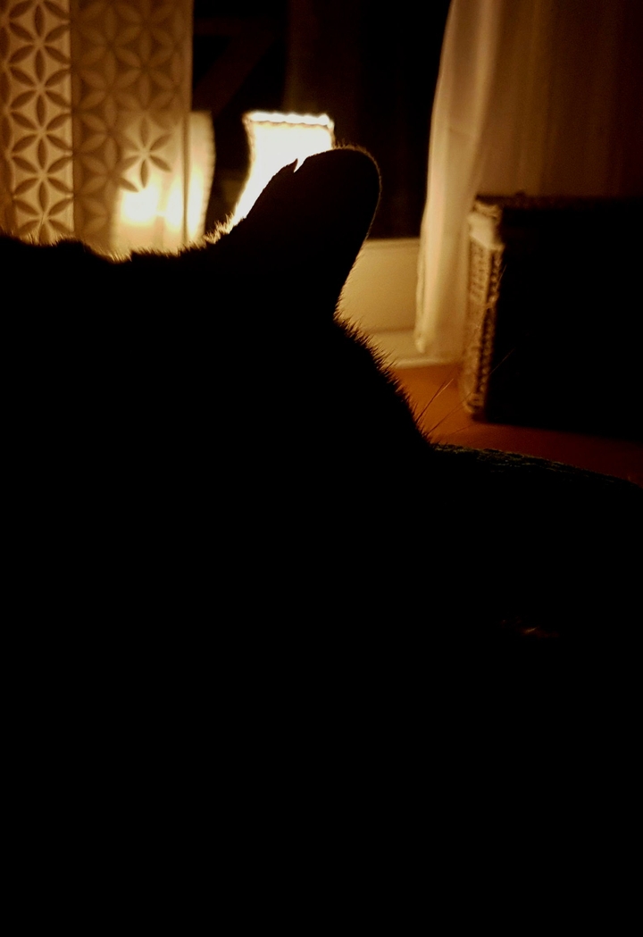 catsleep