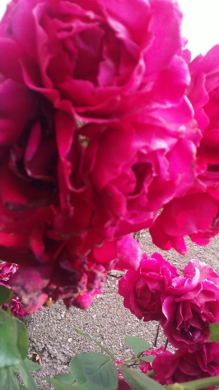 Roses
