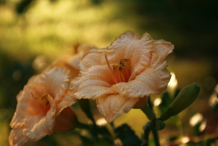 very very beautifol !
