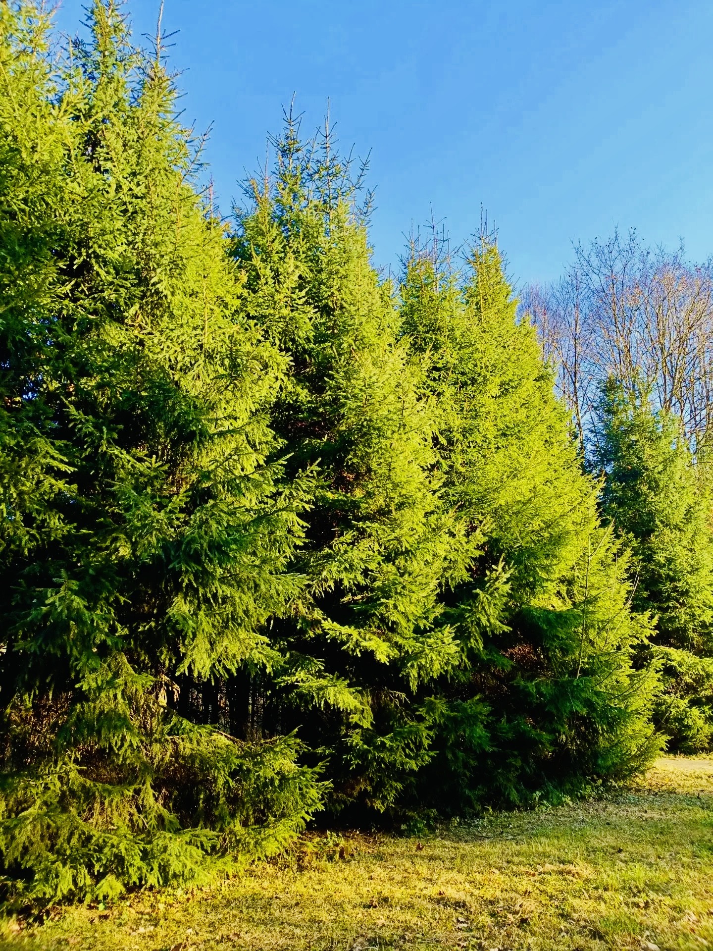 cupressaceae, evergreen Hintergrundbilder