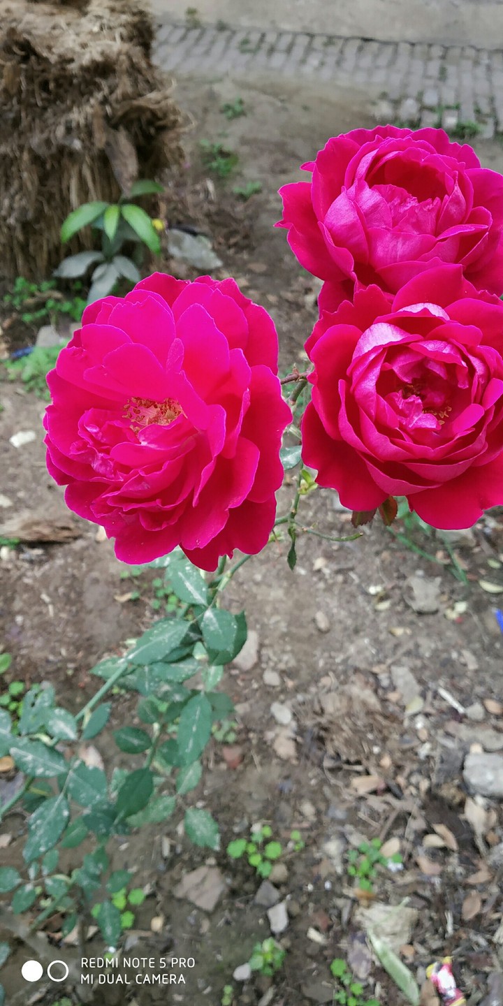 Red roses 