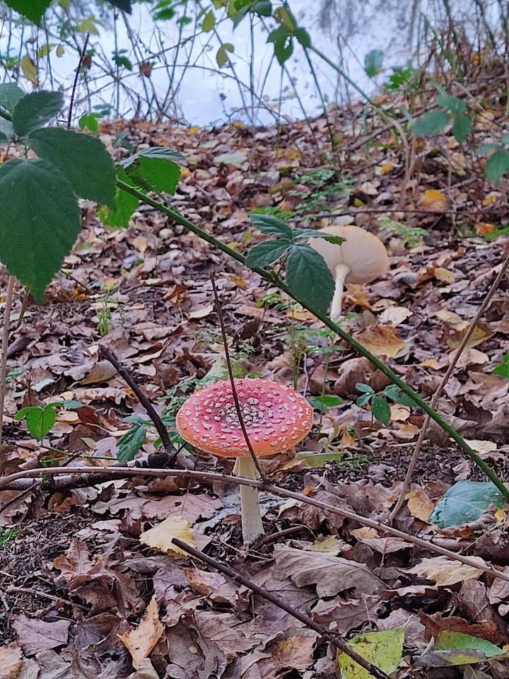 nature