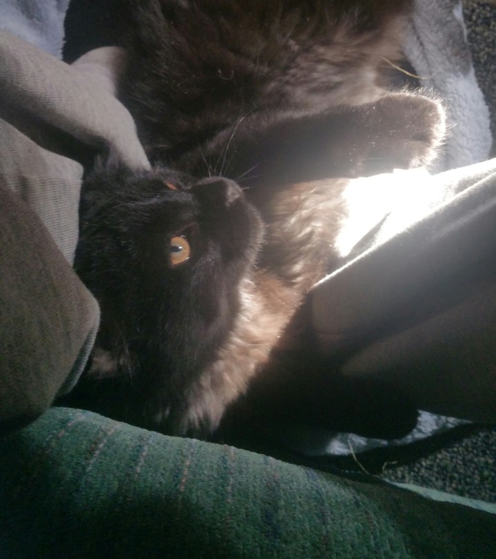 Ms Mischief