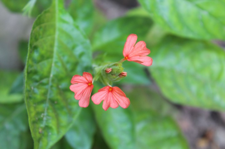 flowers
