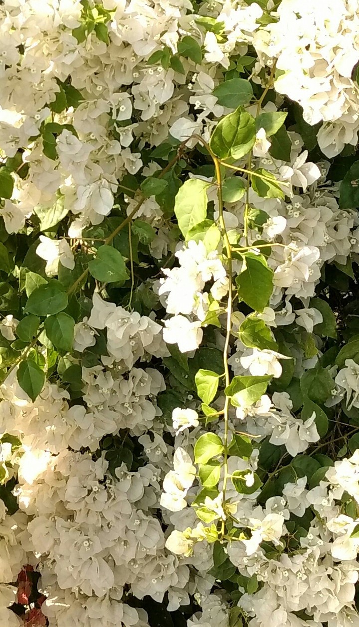 white flowers