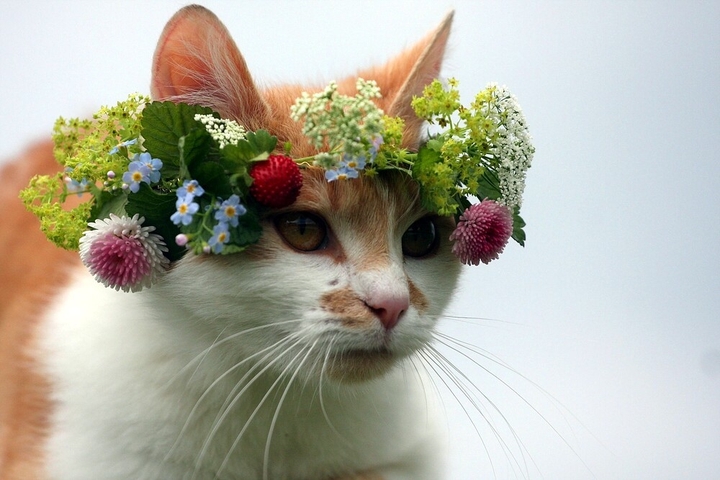 Beautiful Cat