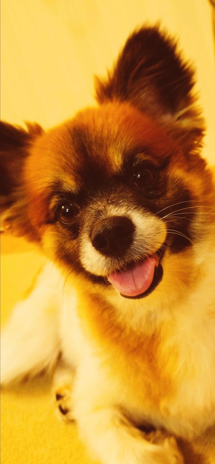 cute dog