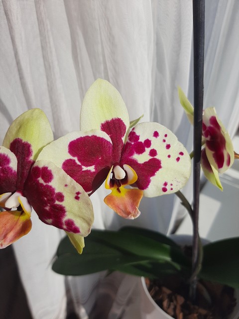 petal, dendrobium壁纸