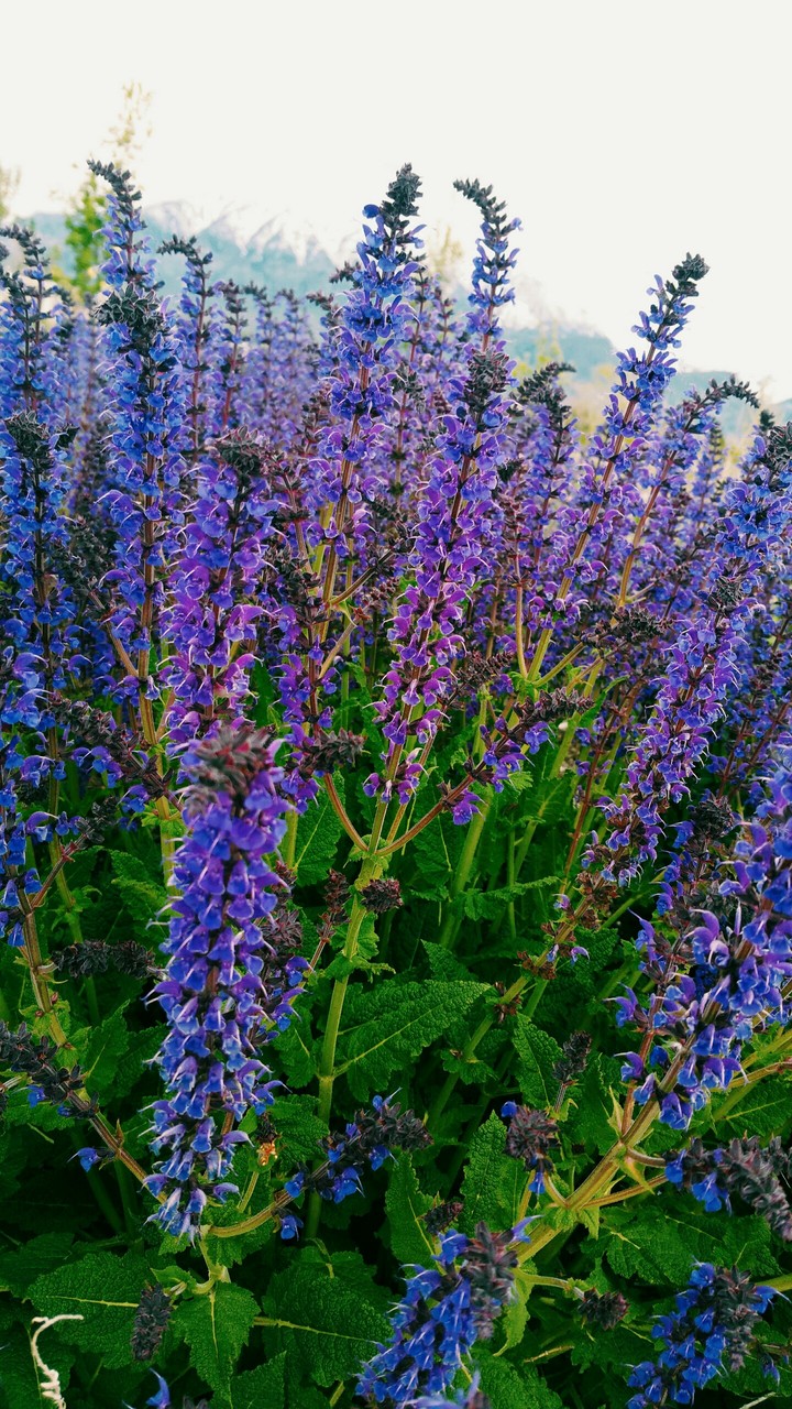 Purple flowers❤❤❤