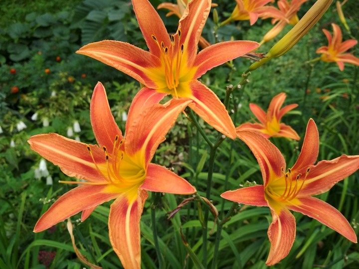 Flowers