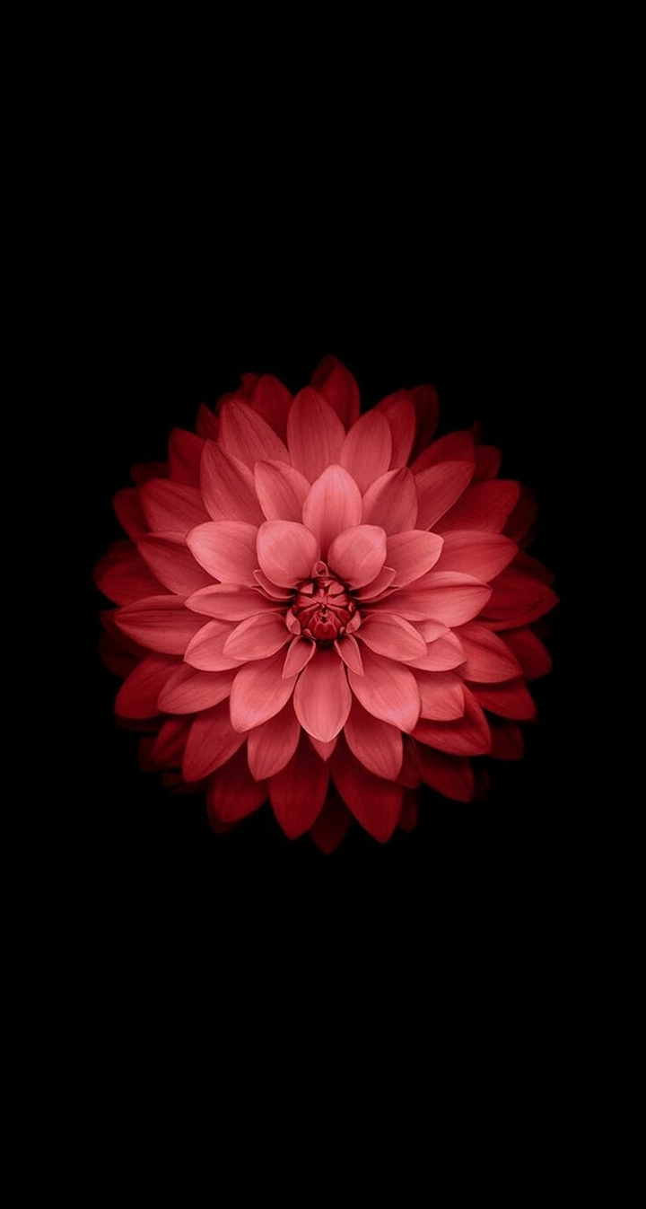 red flower iphone wallpaper