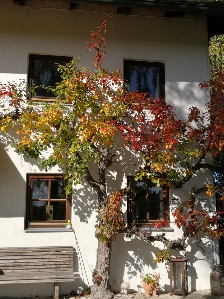 Herbst